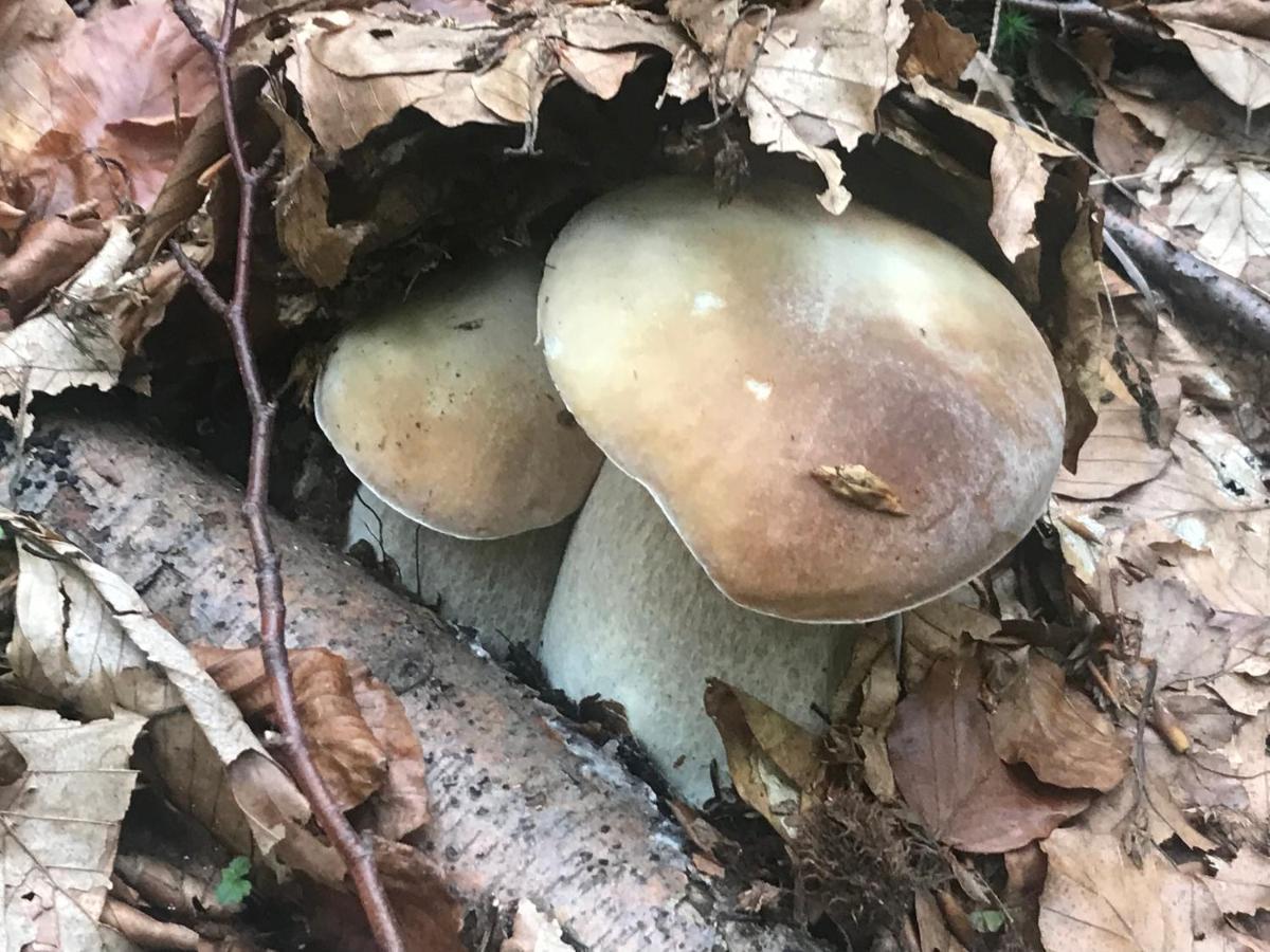 Elf-Cottage Tur'ya Paseka Bagian luar foto